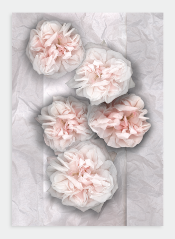 LH37 Cabbage Roses on Tissue (Pack of 6)