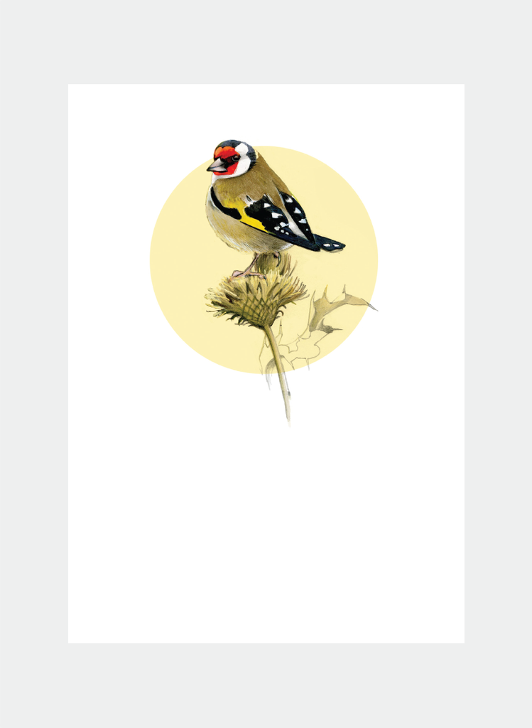 DBM13 Goldfinch