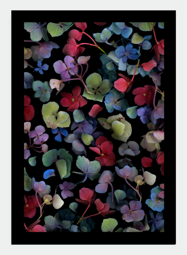 LH17 Multicoloured Hydrangea