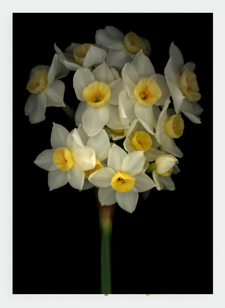 LH24 Narcissus | Lynn Hurst